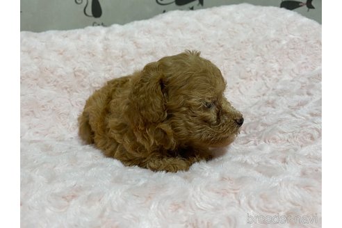 成約済の長野県のトイプードル-329859の6枚目