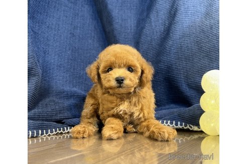 成約済の茨城県のトイプードル-332562の4枚目