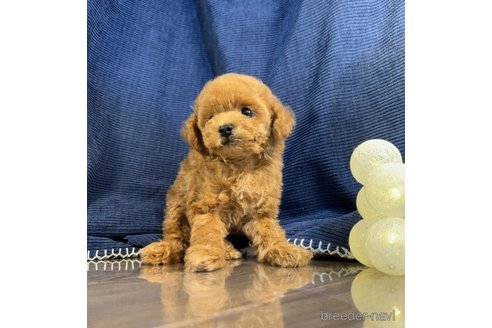 成約済の茨城県のトイプードル-332562の5枚目