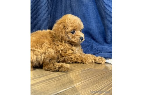 成約済の茨城県のトイプードル-332562の2枚目