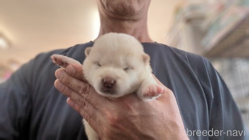 成約済の茨城県の柴犬-332598の6枚目