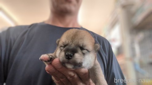 成約済の茨城県の柴犬-332599の6枚目
