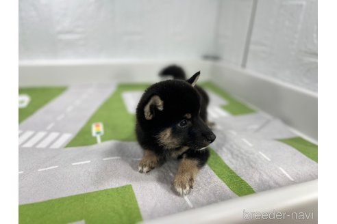 成約済の愛知県の豆柴-332622の6枚目