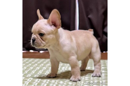 成約済の愛媛県のフレンチブルドッグ-330273の2枚目