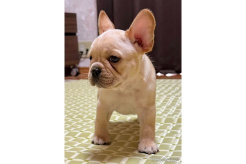 成約済の愛媛県のフレンチブルドッグ-330273の4枚目