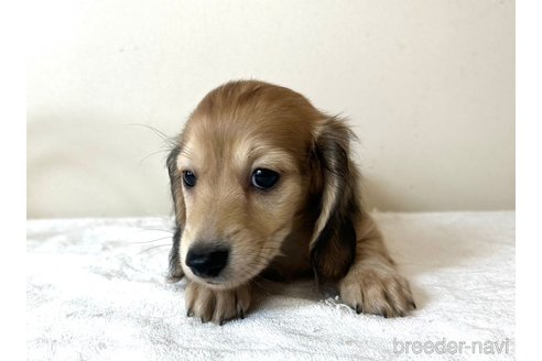 成約済の兵庫県のカニンヘンダックスフンド(ロングヘアード)-332631の4枚目