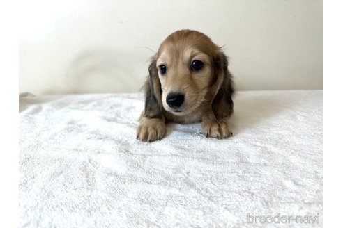 成約済の兵庫県のカニンヘンダックスフンド(ロングヘアード)-332631の2枚目