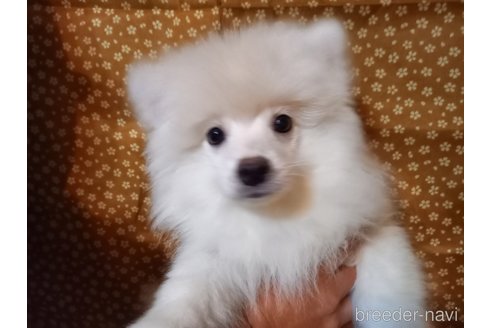 成約済の福岡県のポメラニアン-318154の16枚目