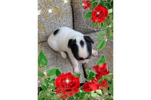 成約済の山口県のチワワ(ロングコート)-332633の2枚目