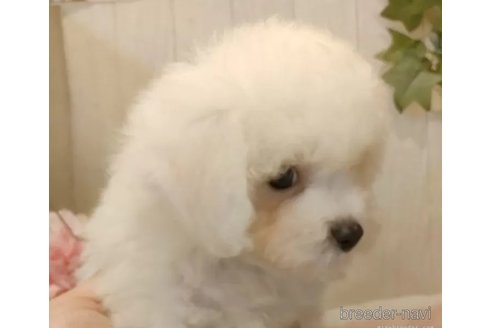 成約済の愛知県のビションフリーゼ-326752の4枚目