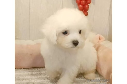 成約済の愛知県のビションフリーゼ-326752の3枚目