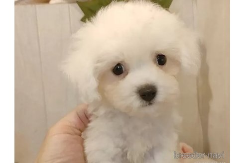 成約済の愛知県のビションフリーゼ-326752の2枚目