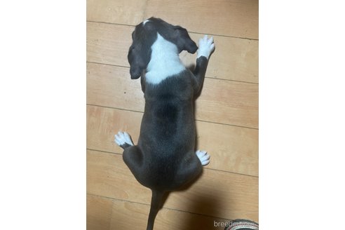 成約済の佐賀県のアメリカンピットブルテリア-332637の11枚目
