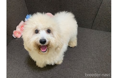 成約済の東京都のミックス犬-298406の5枚目
