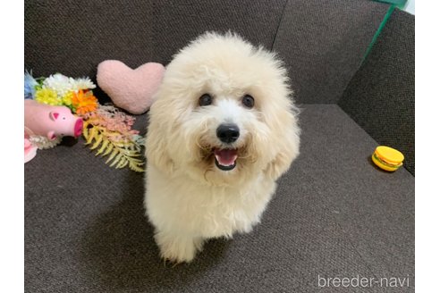 成約済の東京都のミックス犬-298406の4枚目