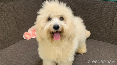 成約済の東京都のミックス犬-298406の3枚目