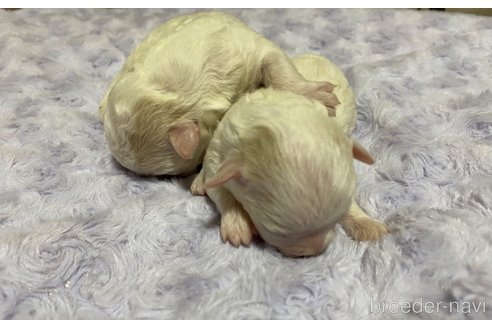 成約済の長野県のボロニーズ-332651の7枚目