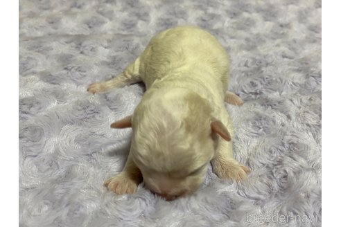成約済の長野県のボロニーズ-332651の8枚目