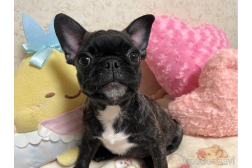 成約済の新潟県のミックス犬-327267の4枚目