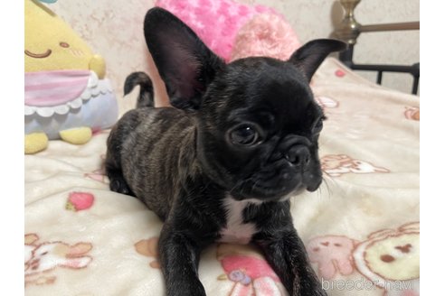 成約済の新潟県のミックス犬-327267の5枚目
