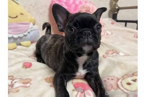 成約済の新潟県のミックス犬-327267の6枚目