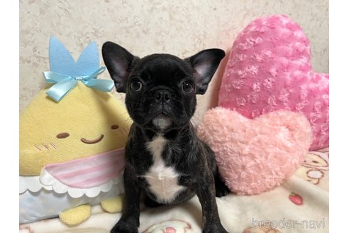 成約済の新潟県のミックス犬-327267の7枚目