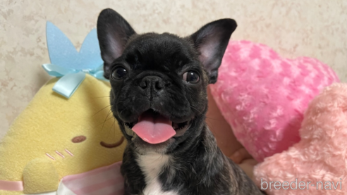 成約済の新潟県のミックス犬-327267の1枚目