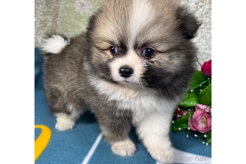 成約済の東京都のポメラニアン-327184の5枚目