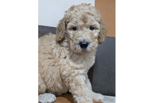 成約済の香川県のスタンダードプードル-330479の3枚目