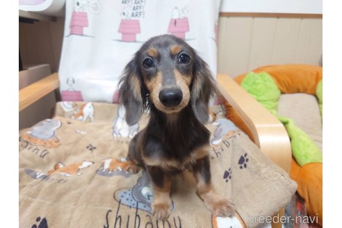 商談中の福岡県のカニンヘンダックスフンド(ロングヘアード)-288800の2枚目