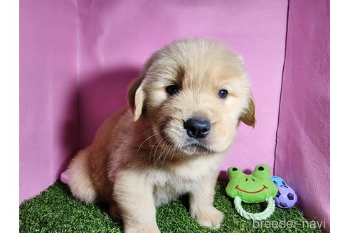 成約済の静岡県のゴールデンレトリーバー-330738の4枚目