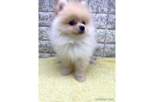 成約済の茨城県のポメラニアン-326237の2枚目