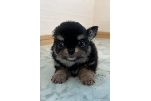 成約済の香川県のチワワ(ロングコート)-332700の2枚目