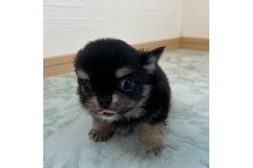 成約済の香川県のチワワ(ロングコート)-332700の3枚目
