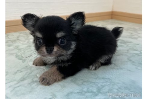成約済の香川県のチワワ(ロングコート)-332700の4枚目