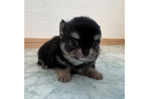 成約済の香川県のチワワ(ロングコート)-332700の8枚目