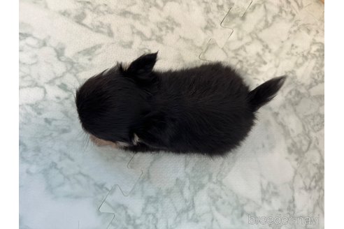 成約済の香川県のチワワ(ロングコート)-332700の9枚目