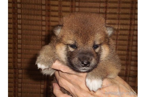 成約済の三重県の柴犬-332716の5枚目
