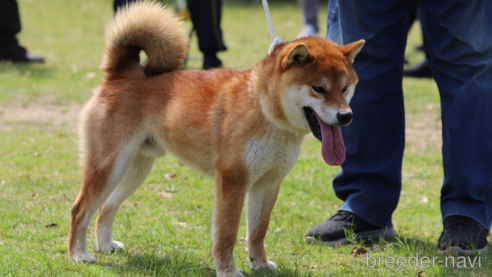 成約済の三重県の柴犬-332716の3枚目