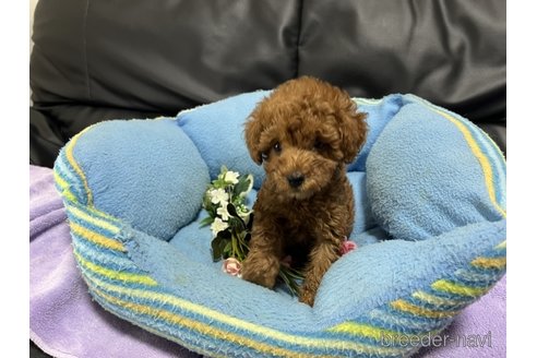 成約済の栃木県のトイプードル-332743の3枚目