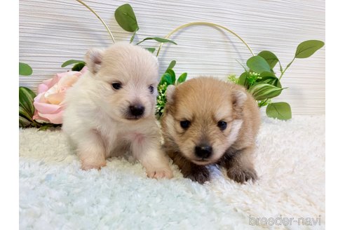 成約済の福岡県のポメラニアン-330638の16枚目