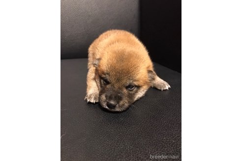 成約済の滋賀県の柴犬-332204の8枚目