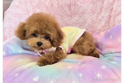 成約済の沖縄県のタイニープードル-321893の3枚目