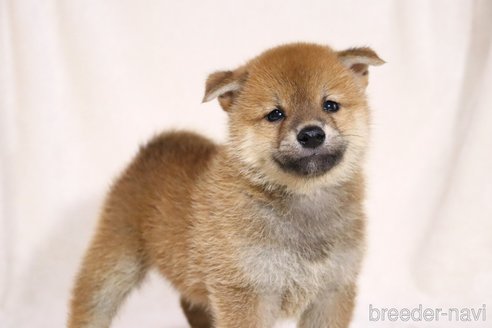 成約済の滋賀県の柴犬-332874の5枚目
