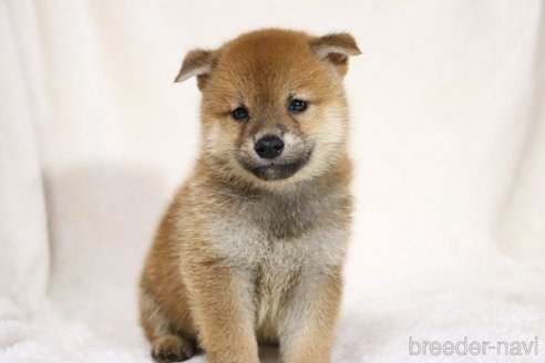 成約済の滋賀県の柴犬-332874の4枚目