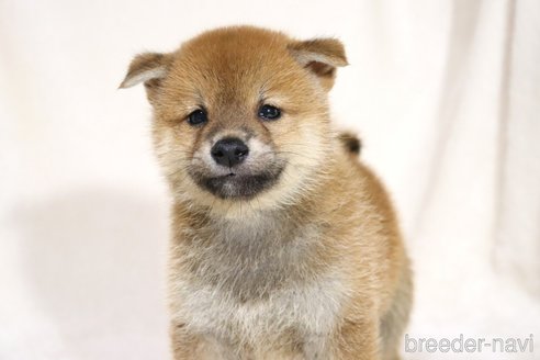 成約済の滋賀県の柴犬-332874の3枚目