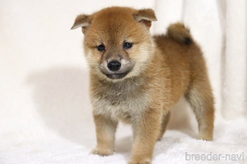 成約済の滋賀県の柴犬-332874の2枚目