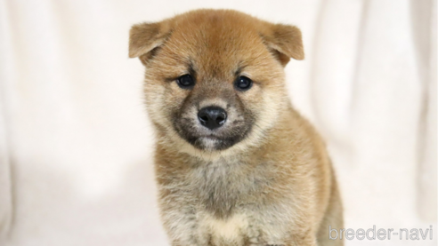 成約済の滋賀県の柴犬-332875の1枚目