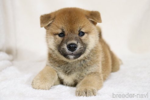 成約済の滋賀県の柴犬-332875の6枚目