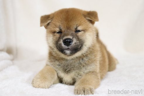 成約済の滋賀県の柴犬-332875の5枚目